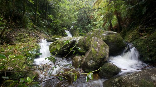 newzealand rain forest landscape waterfall coromandel teararoa thelongpathway