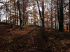 Podzimní les v okolí Starého Berštejna, foto: Petr Nejedlý