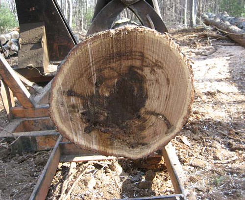 More evidence that some of the timber was past its prime and overdue for harvesting.