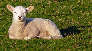 Spring Lamb, Storeton, Wirral. | by menu4340