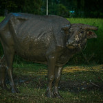 Dirty cow_4103346339_l 