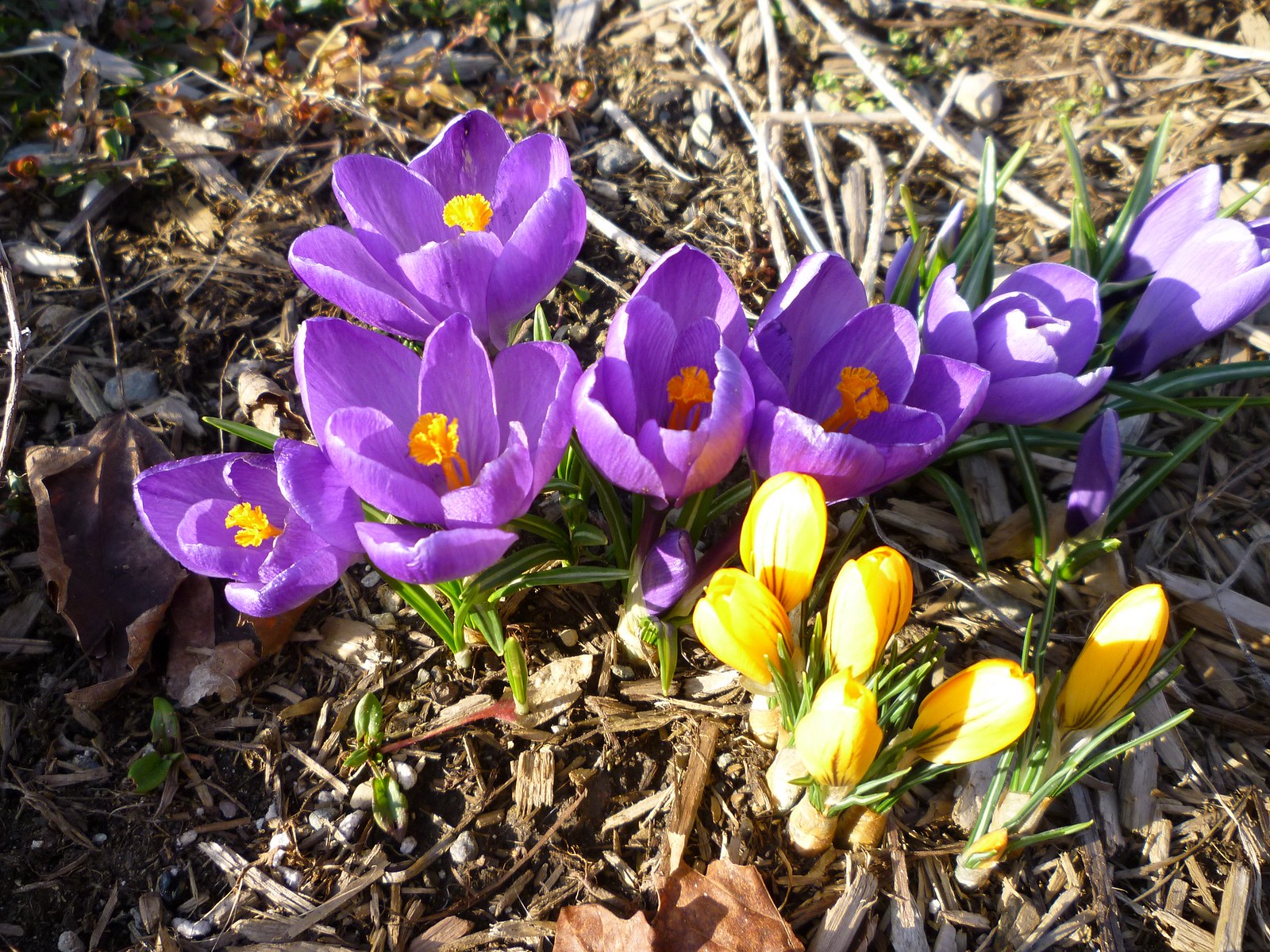Spring is coming! - Domaine Tomali-Maniatyn, B&B, Sutton, QC
