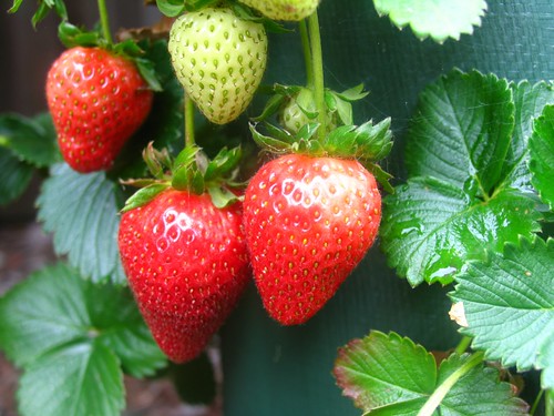Heirloom Alinta Strawberries from Diggers | Crystal Fieldhouse | Flickr