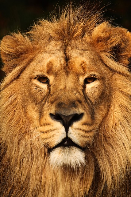 The Lion King    (  Endangered Species )