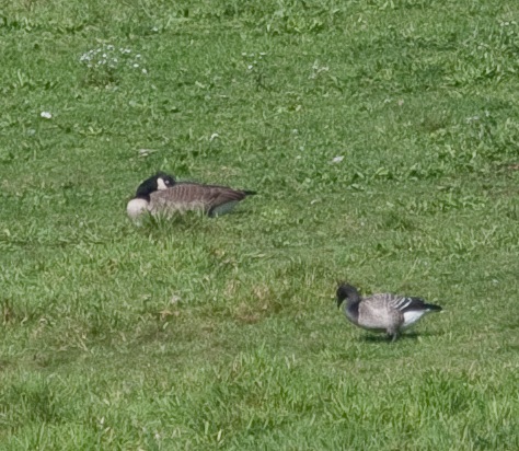 Brant