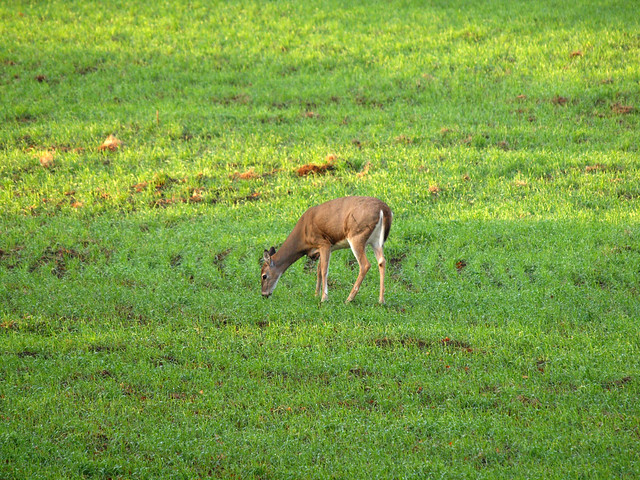 Early Morning Deer #4