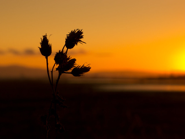 thistle at sunset