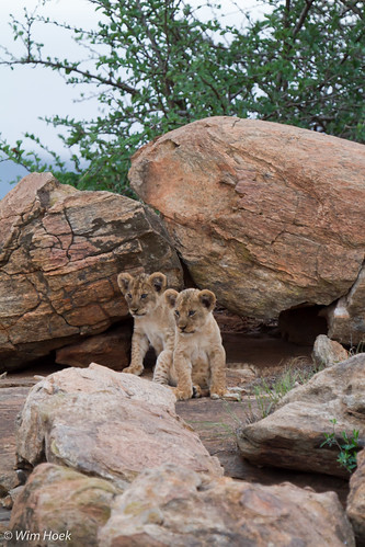travel oktober kenya wildlife lion parks safari nationalparks kenia leeuw tsavoeast 2011 naturereserves natuurgebieden republicofkenya diereninhetwild