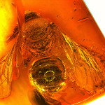 Baltic amber (40-50 MYO) - very rare iconic Bee (Hymenoptera, Apidae)