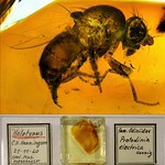 Baltic amber (40-50 MYO) - an small rare fly (Odiniidae, Protodinia electrica Henning) Holotypus