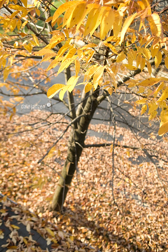 autumn fall lateafternoonsun barebranches nikond200 inthedriveway leavesinthetree moreleavesontheground allthatcrunchunderfoot