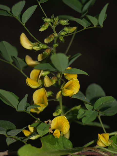 Frijolillo de capucha amarilla (Nissolia platycalyx), INFLORESCENCIA