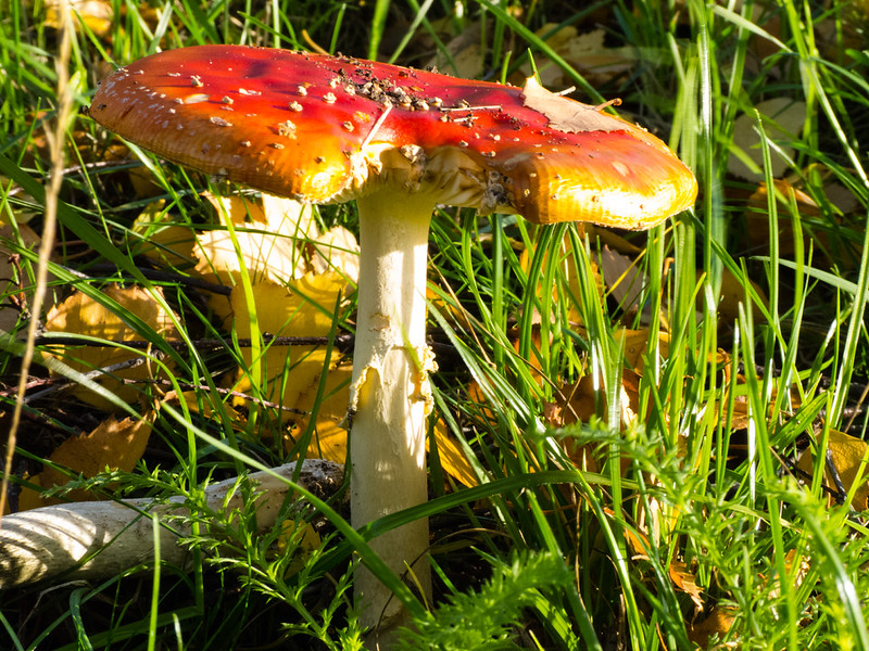 Fly agaric