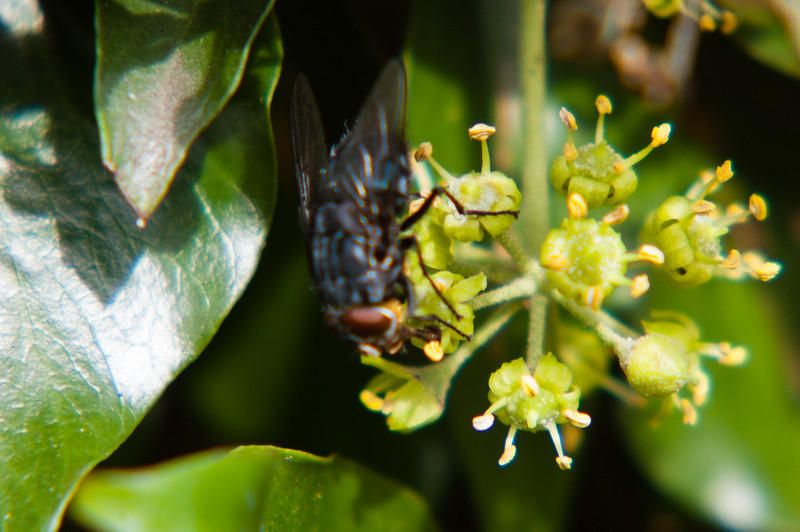 Fly feeding on an ivy flower