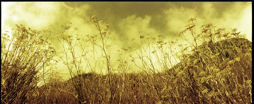 fennel & fog | by lawatt