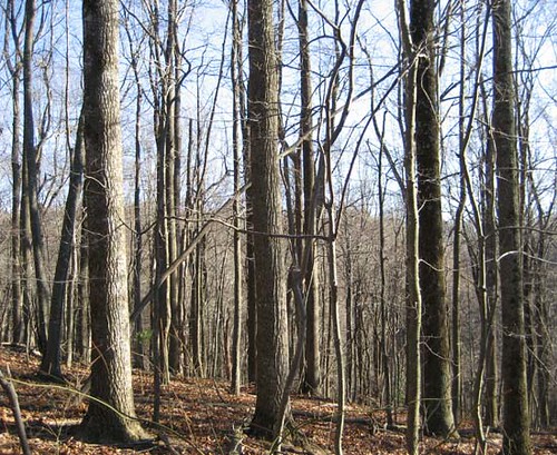 Poplar stand prior to the harvest. Many of these trees had been damaged by Hurricane Hugo in 1989. This selective harvest focused on removing damaged, poor-quality trees.