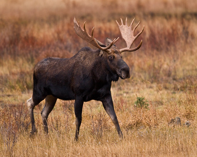 Bull Moose - Round Prairie, Yellowstone NP