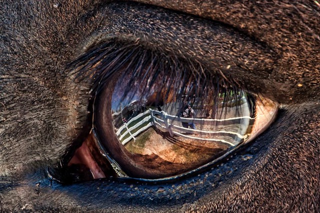 reflection in a horse's eye