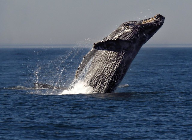 Humpback Whale, breaching, Monterey Bay