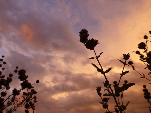 flowers sunset clevelandsage