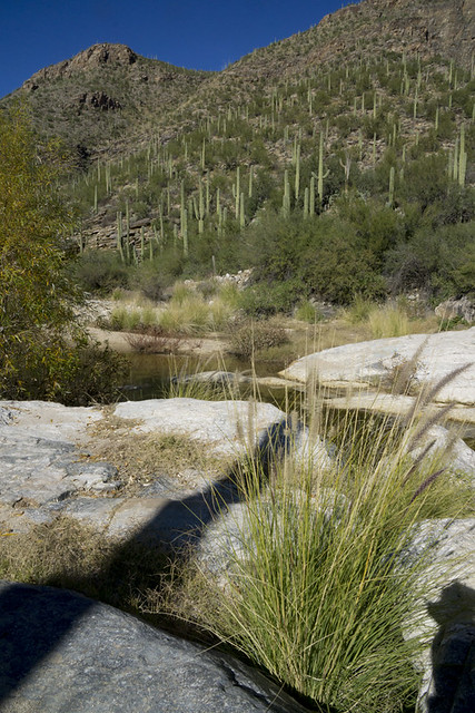 Saguaro cactus, rocks and creek in Sabino Canyon Recreation Area, Coronado National Forest, Arizona