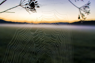 Sunrise and Spider Silk