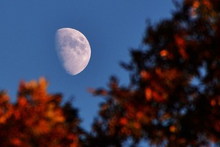 308/365: Friday, November 04, 2011: Autumn Leaves, November Moon | by Stephen Little