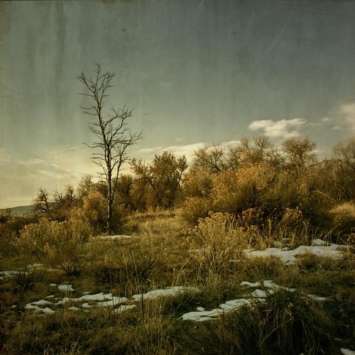 autumn trees light sky snow fall clouds forest canon vintage square colorado brush aged dried textured groundcover driedgrasses texturesquared t1i