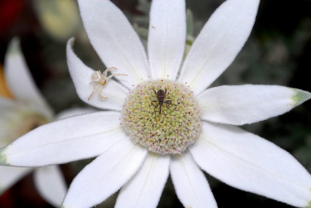 flower spider & flower weevil