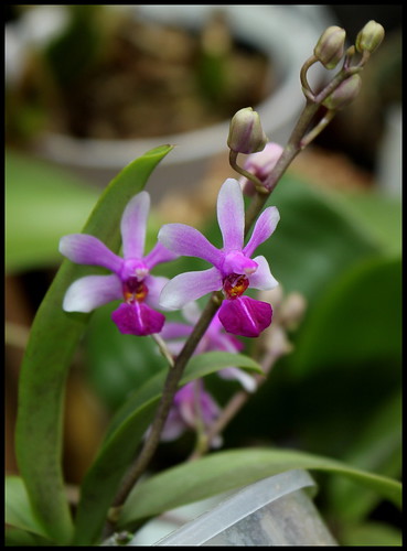 Phalaenopsis Anna-Larati Soekardi x wilsonii 21303493135_c70a4ae685