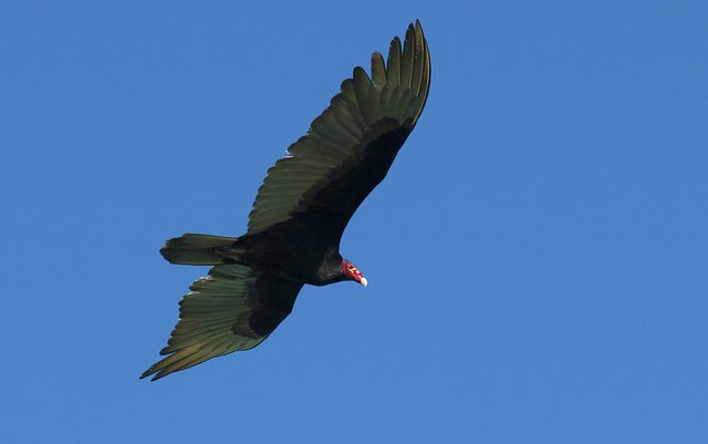 Turkey vulture (Cathartes aura), Ria Lagartos, Yucatan