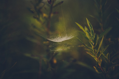 web hammock | by shane holsclaw