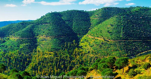 - Mountains - Montañas inmensas como esta es lo que ofrece Sierra Morena. Eso sí, para encontrarla es preciso perderte bastante. Jeje #sunset #sunrise #landscape #forest #landscape_lovers #pretty by Juan Miguel González, square squareformat lark iphoneography instagramapp uploaded:by=instagram