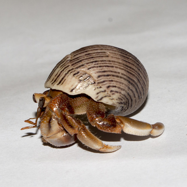Land Hermit Crab, Coenobita variabilis