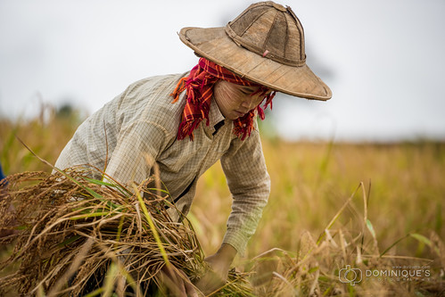 asia rice burma harvest myanmar mm shan riz 2015 myanmarburma pingdaya