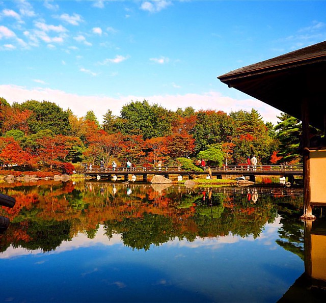 #昭和記念公園 #autumnleaves #紅葉  日本庭院@昭和記念公園