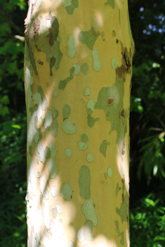 Platanus x acerifolia-17 | Exfoliating (shedding) bark; summ… | Flickr