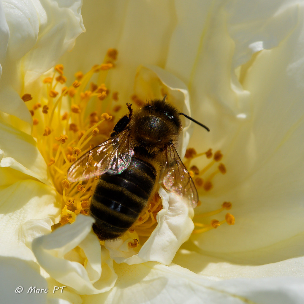 Abella - Abeja - Bee - Api - Abeille - Bienen - Abelha | Flickr