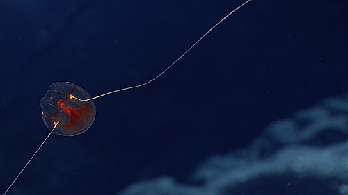 Ctenophore | by NOAA Ocean Exploration & Research