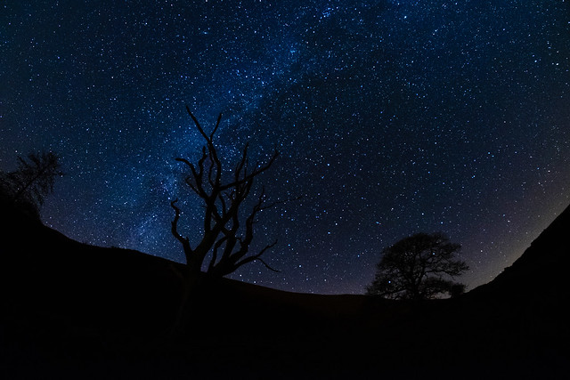Trees and the Milky Way