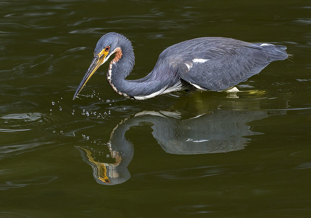 Tricolored Heron Fishing, Everglades National Park.