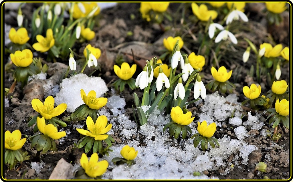 Bucharest, February 24th 2017: Spring finally arrived! (3)… | Flickr
