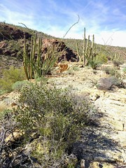 Sonora desert habitat