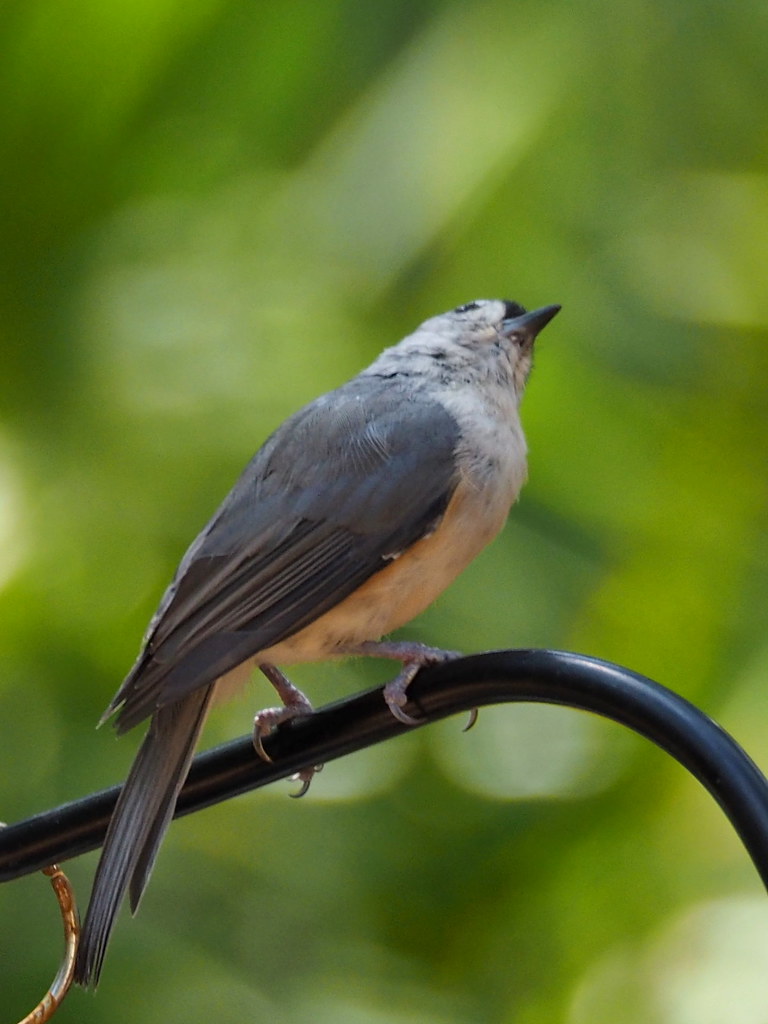 Tufted Titmouse | OLYMPUS DIGITAL CAMERA | carlinsc | Flickr