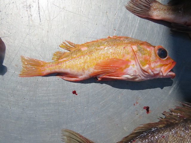 Rosethorn Rockfish (Sebastes helvomaculatus)