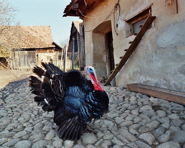 dindon roumain, romanian turkey