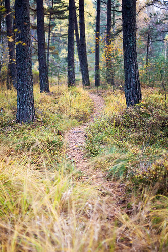 autumn trees fall grass forest track sweden path trail sverige bergsjön canonef50mmf14usm partille paradiset västragötalandslän canoneos6d