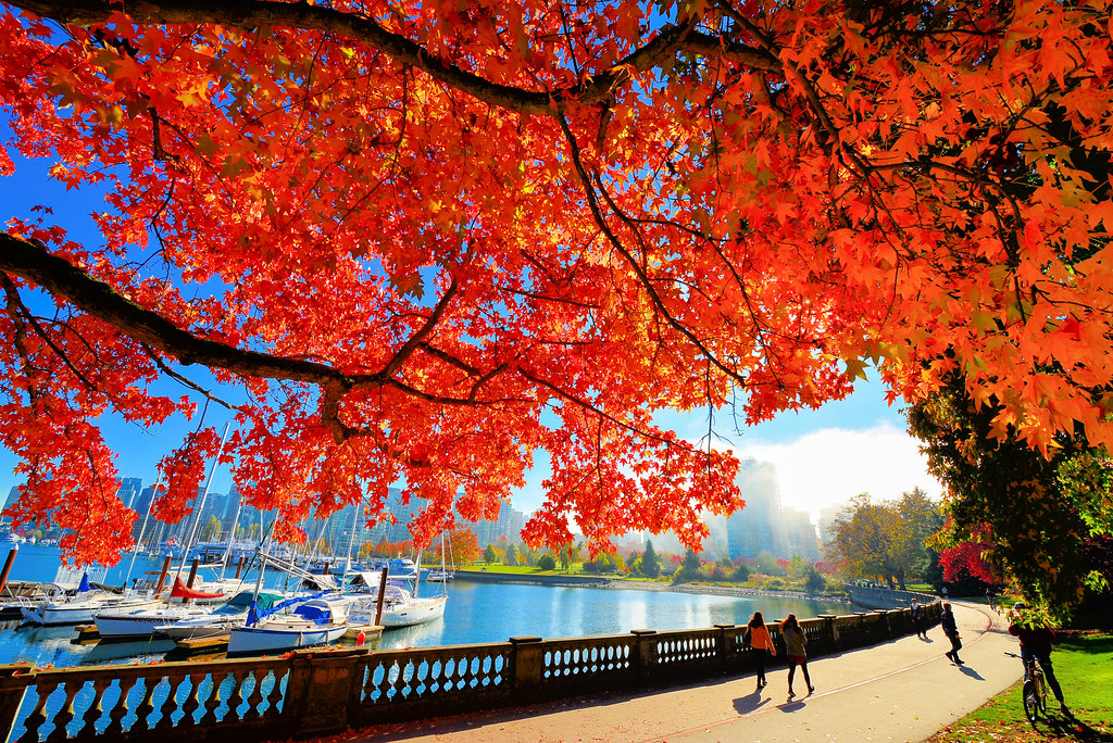 Autumn, Stanley Park, Vancouver