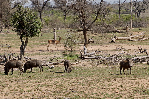 africa park southafrica south national afrika impala hog schwein südafrika krugernationalpark krugerpark warthog kruger skukuza wart süd warzenschwein impalas warzen mqumalanga mqumalangakrugerpark