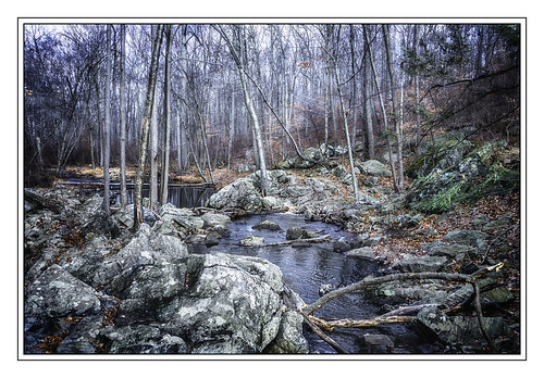 bear park trees winter mountain leaves rocks stream state glacial